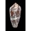 pennaceus praelatus 66,0mm