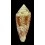 telatus 83,7mm GIANT
