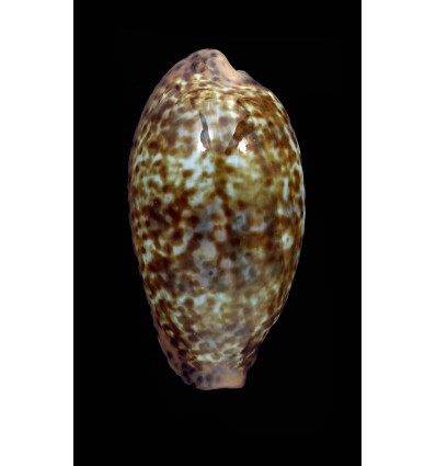 annettae 43,4mm