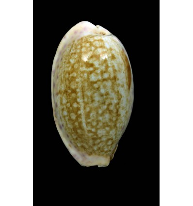 chinensis 52,0mm BIG