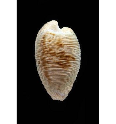 capensis 29,0mm