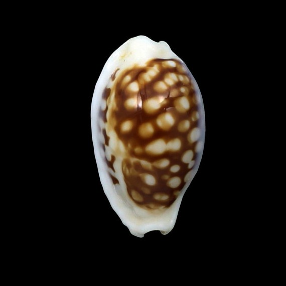 cribraria australiensis 22,4mm