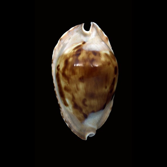 marginata consueta 64,0mm