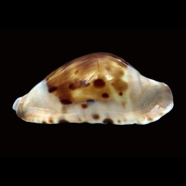 marginata consueta 64,0mm