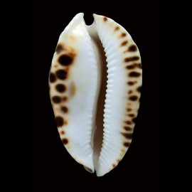 marginata consueta 64,0mm