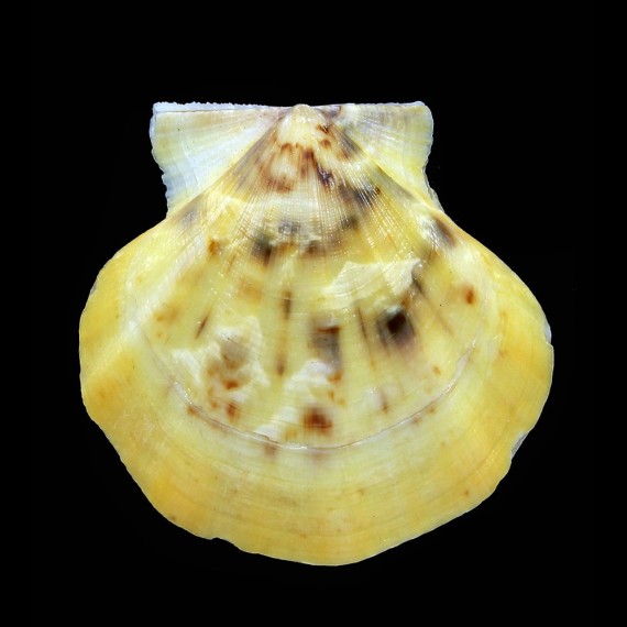 glaber 43,2mm