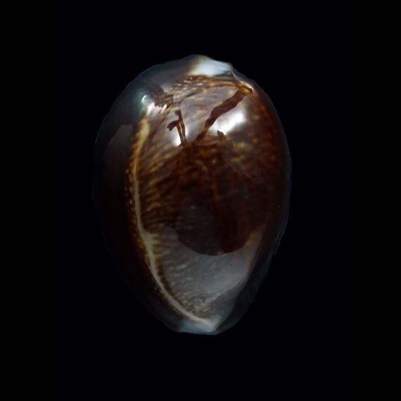caputdraconis 33,7mm