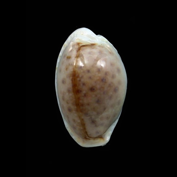 boivinii 27,0mm