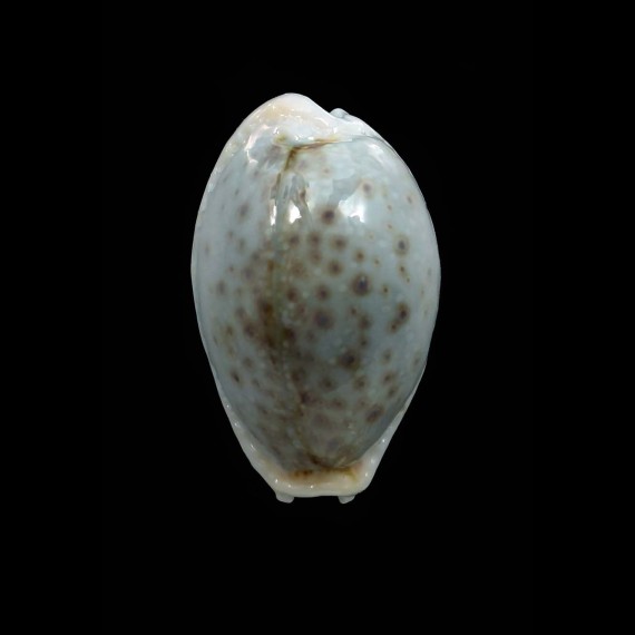 boivinii 29,0mm