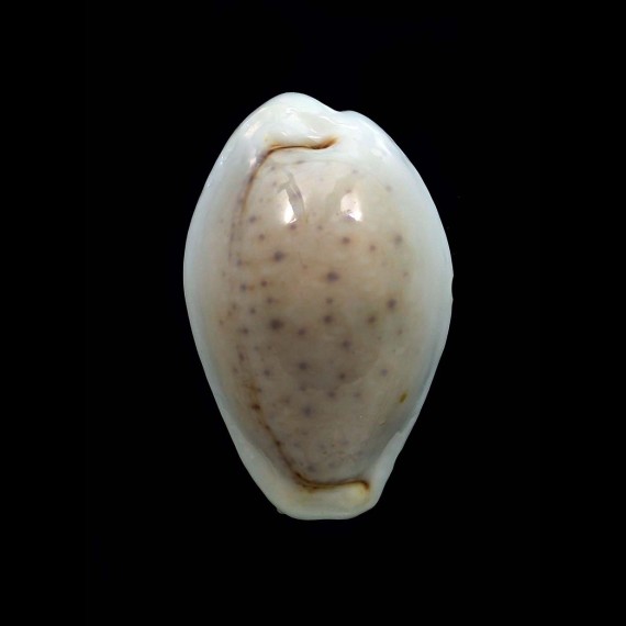 boivinii 31,0mm