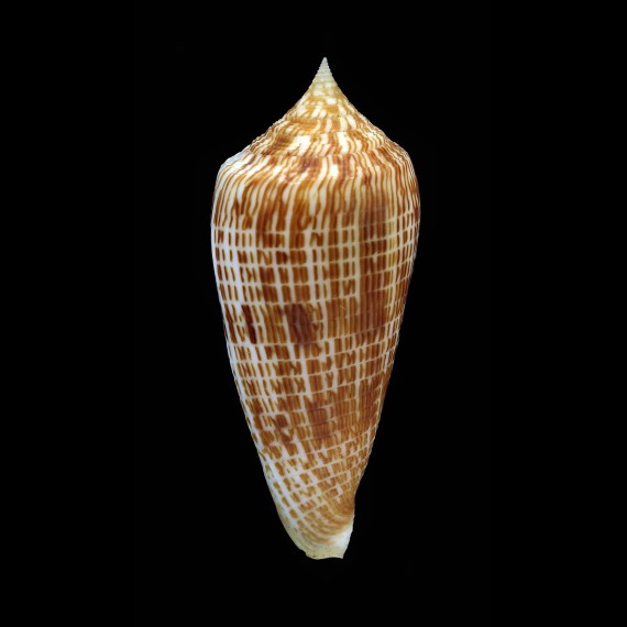 armadillo 73,5mm