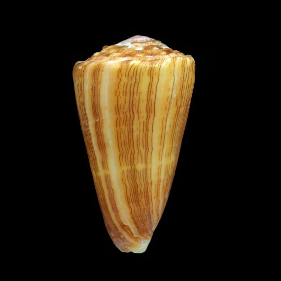 princeps lineolatus 58,6mm BIG