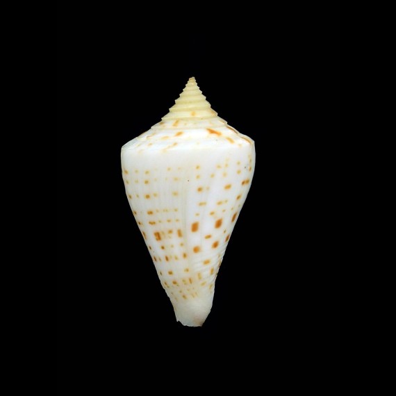 sennottorum 32,3mm RARE