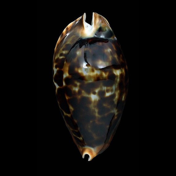 friendii friendii 94,4mm BIG