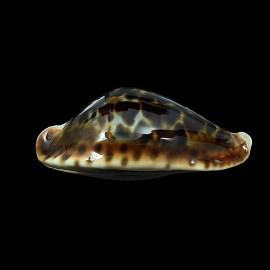 friendii friendii 94,4mm BIG