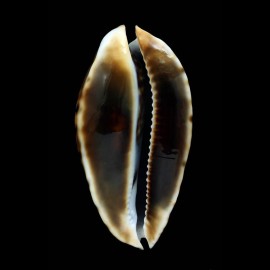 friendii friendii 94,4mm BIG