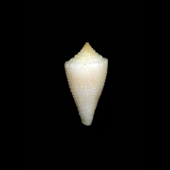 gondwanensis 18,5mm RARITY