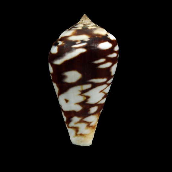 mercator reticularis 42,6mm