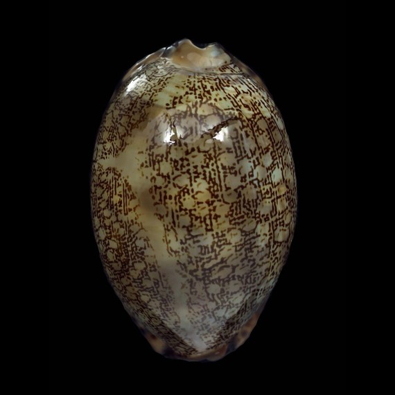 arabica immanis 69,7mm