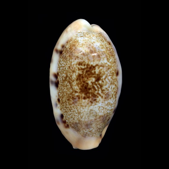 caurica quinquefasciata 44,1mm