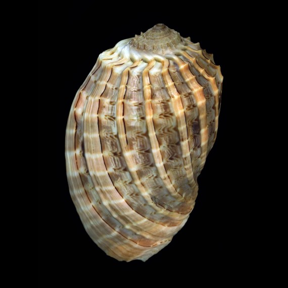 harpa crenata 82,0mm BIG