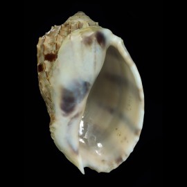 harpa crenata 82,0mm BIG
