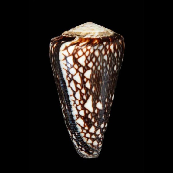 marmoreus crosseanus