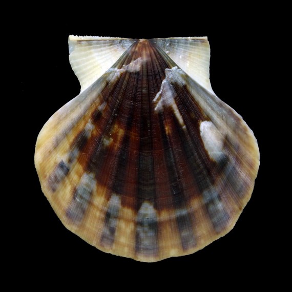 glaber 48,2mm