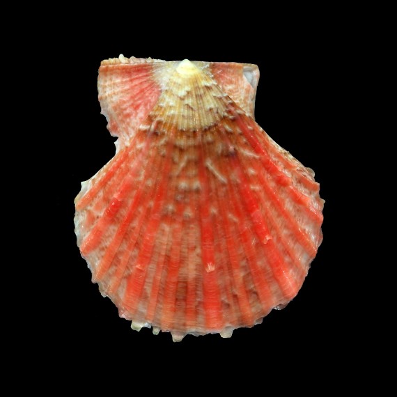 squamata 55,0mm