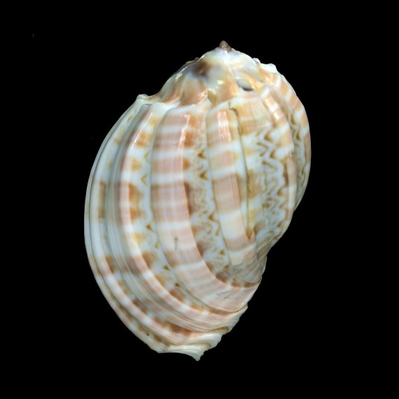 harpa 73,5mm SUPERB