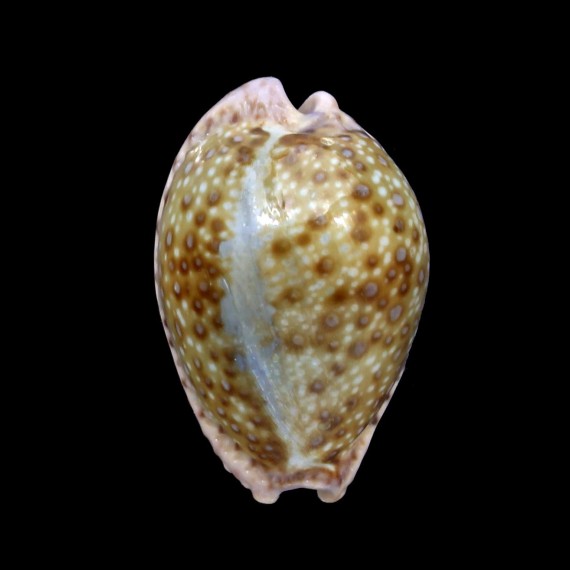marginalis 30,6mm
