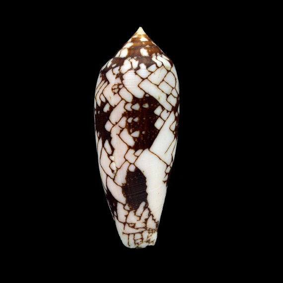aulicus michelcharlesi 65,5mm