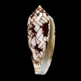 aulicus michelcharlesi 65,5mm