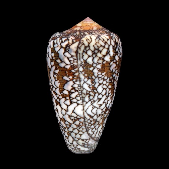 pennaceus mimeticus 65,5mm
