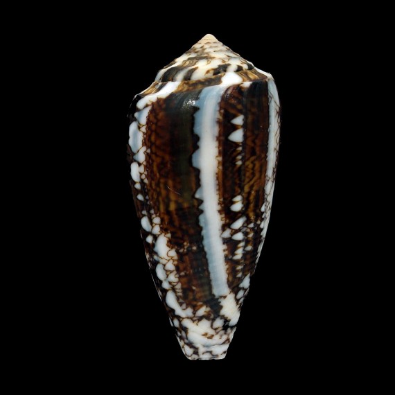 victoriae 54,1mm