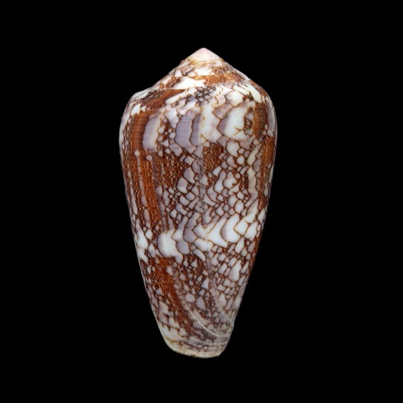 pennaceus praelatus 51,9mm