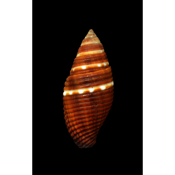 aurantia