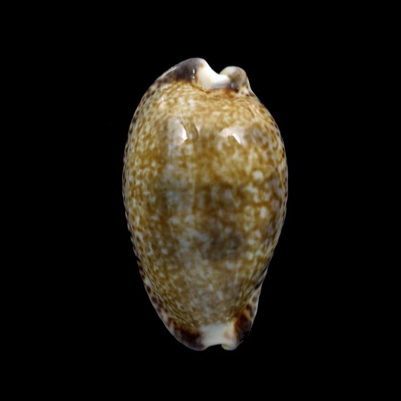nigropunctata 34,2mm BIG