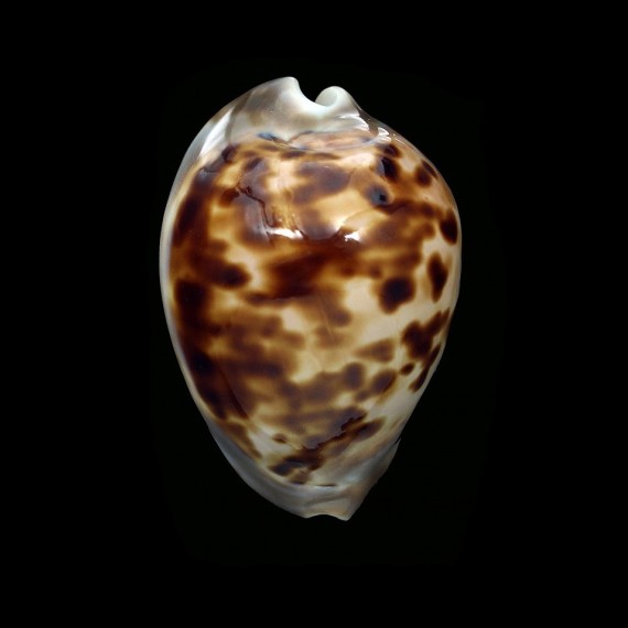 venusta roseopunctata 72,7mm