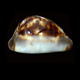 venusta roseopunctata 72,7mm