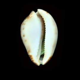 venusta roseopunctata 72,7mm