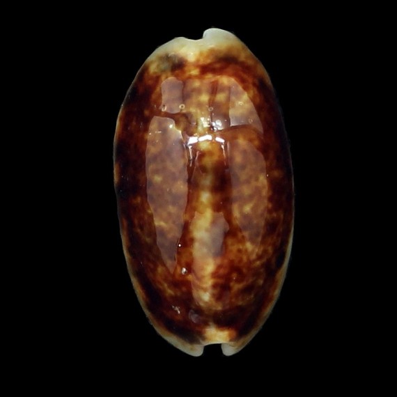 melvilli