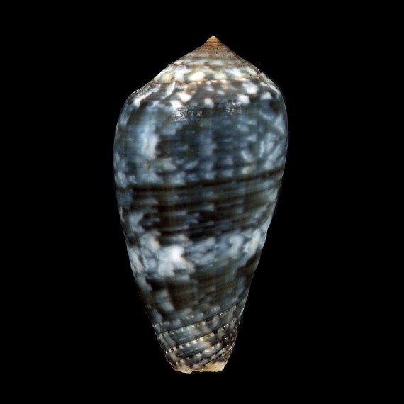 monachus 46,1mm