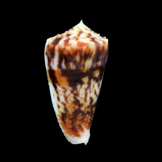 moluccensis 45,1mm