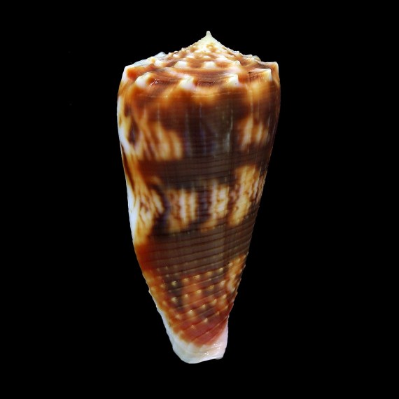 moluccensis 49,2mm