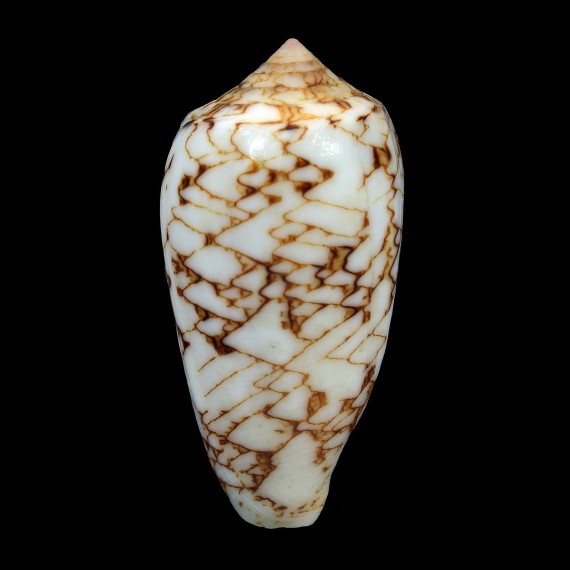 archiepiscopus verriculum 64,0mm
