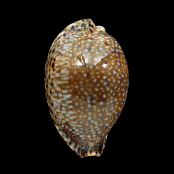 lamarcki 47,2mm
