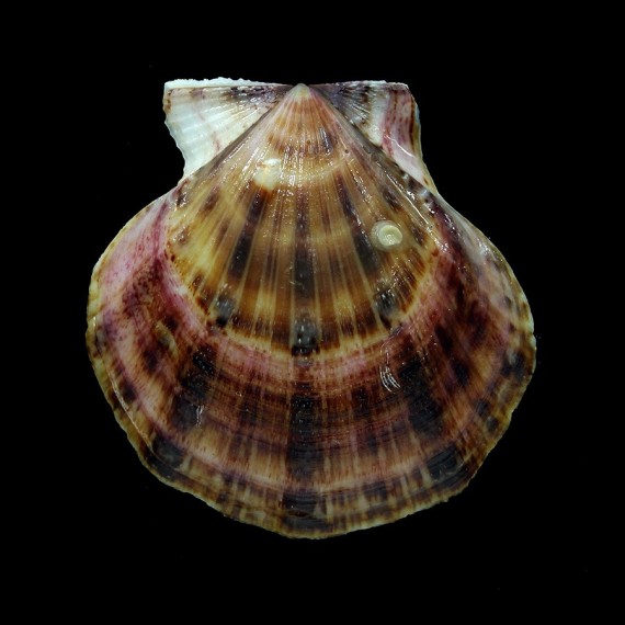 glaber 54,1mm