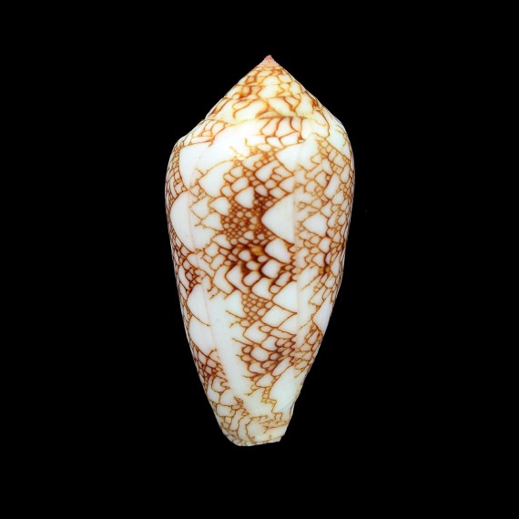 canonicus 49,1mm
