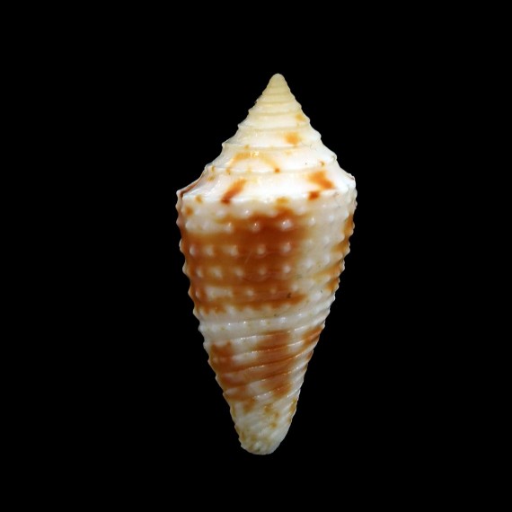 jaspideus verrucosus 27,7mm